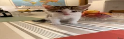 Mixed Breed cats for sale: Adorable Kittens Available to a Loving Home - Advert 16