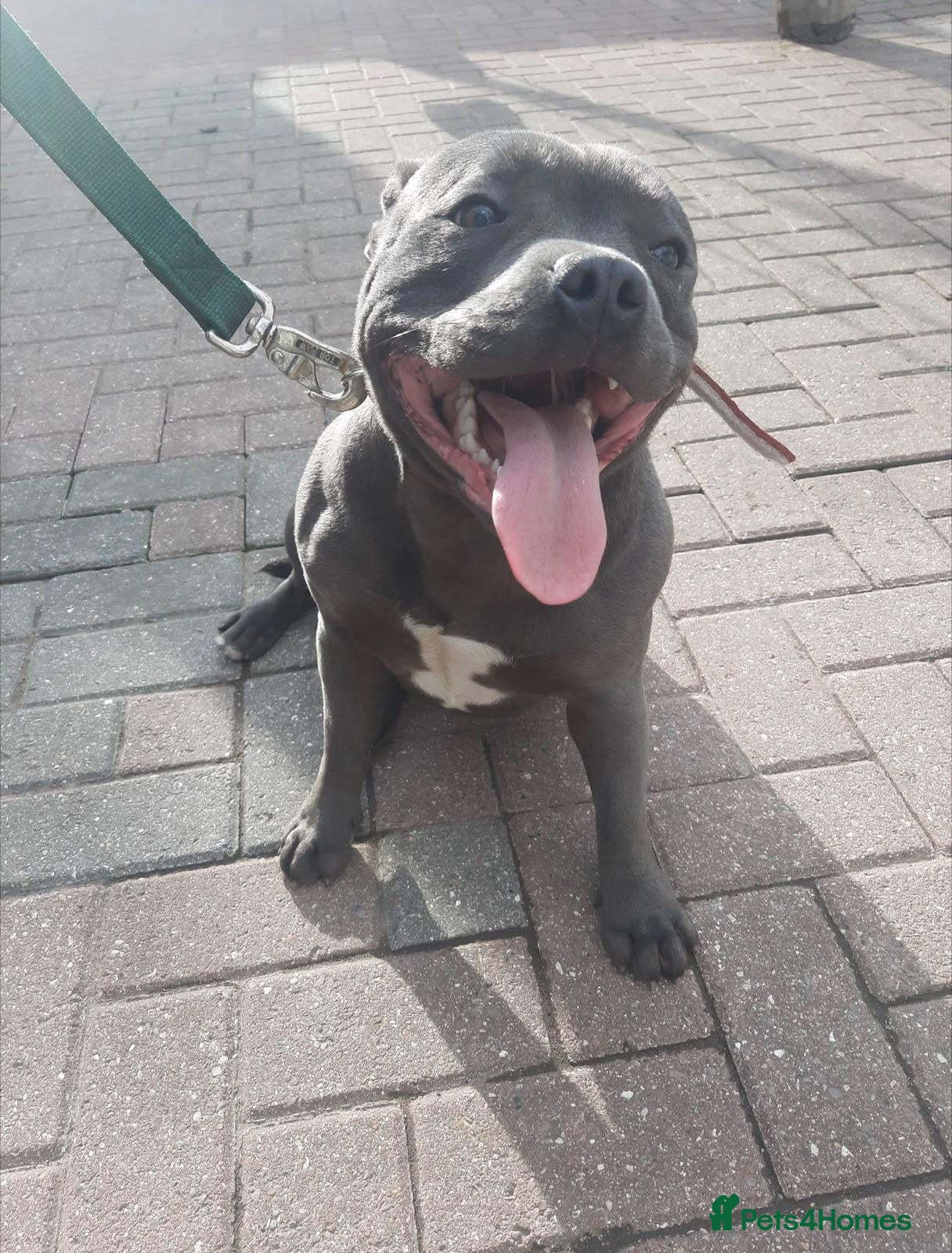 Staffordshire Bull Terrier dogs for sale: Staffie - Advert 1