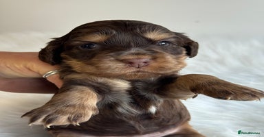 Cocker Spaniel dogs - Advert 15