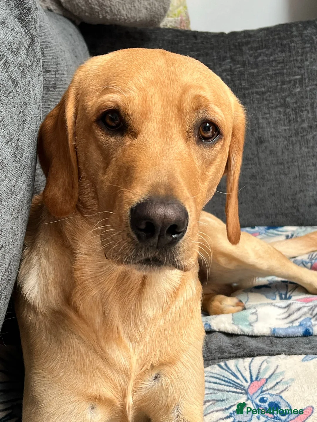 Labrador Retriever dogs for stud: PROVEN, KC REG,HEALTH TESTED LABRADOR FOR STUD in Havant - Advert 17