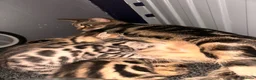 Bengal cats for sale: ✨beautiful Bengal kittens✨ - Advert 8