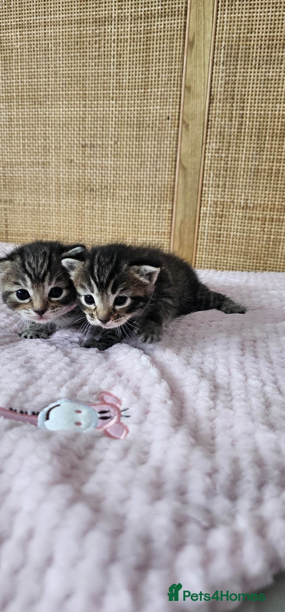 Mixed Breed cats for sale: Beautiful Bengal Mix Kittens - Advert 3