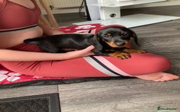 Dachshund dogs for sale: Miniature Sausage Dog Pups READY TO GO Dachshund  - Image 11