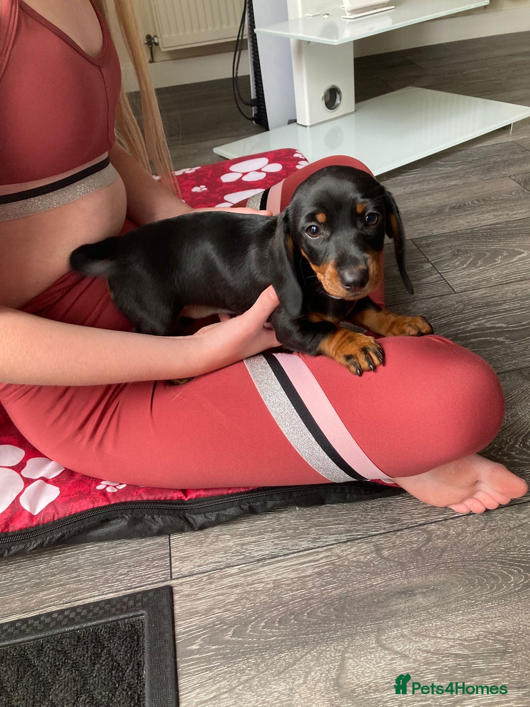 Dachshund dogs for sale: Miniature Sausage Dog Pups READY TO GO Dachshund  - Image 11