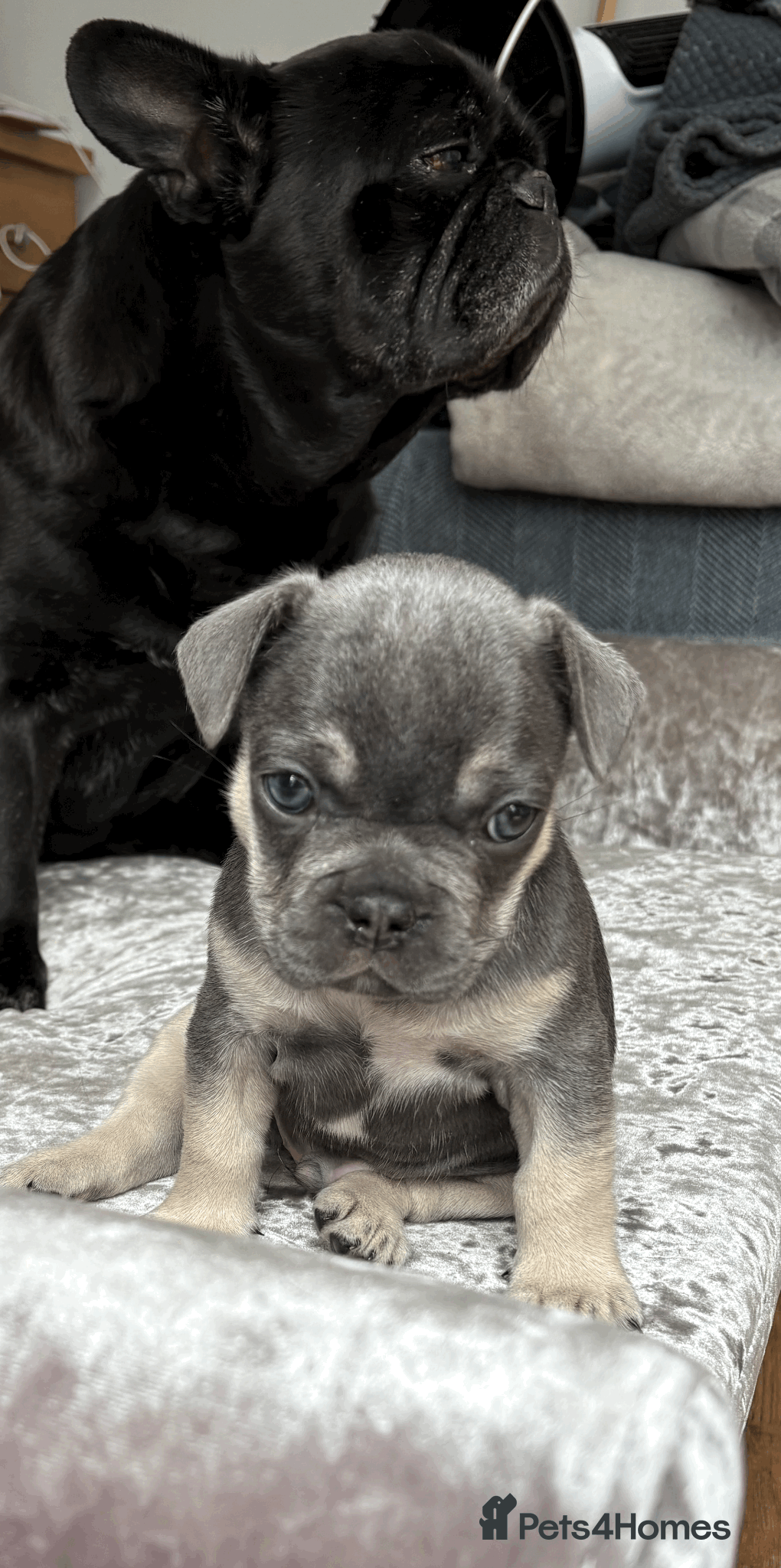 French Bulldog dogs French Bulldog Puppies – Ready 11th July  - Advert 7