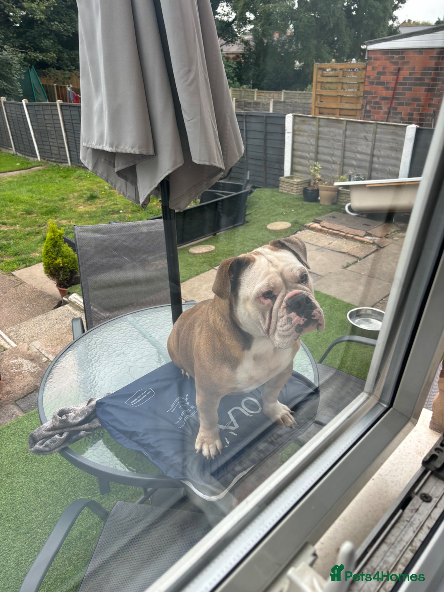Mixed Breed dogs Fluffy English bull dogs  - Advert 2