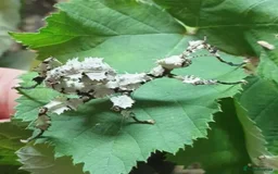 Stick Insects invertebrates for sale:  Rare lichen Macleay's stick insect eggs. - Image 2