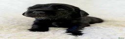 Cocker Spaniel dogs for sale: Health Tested KC Reg Showline Cocker Spaniel Pups - Advert 15