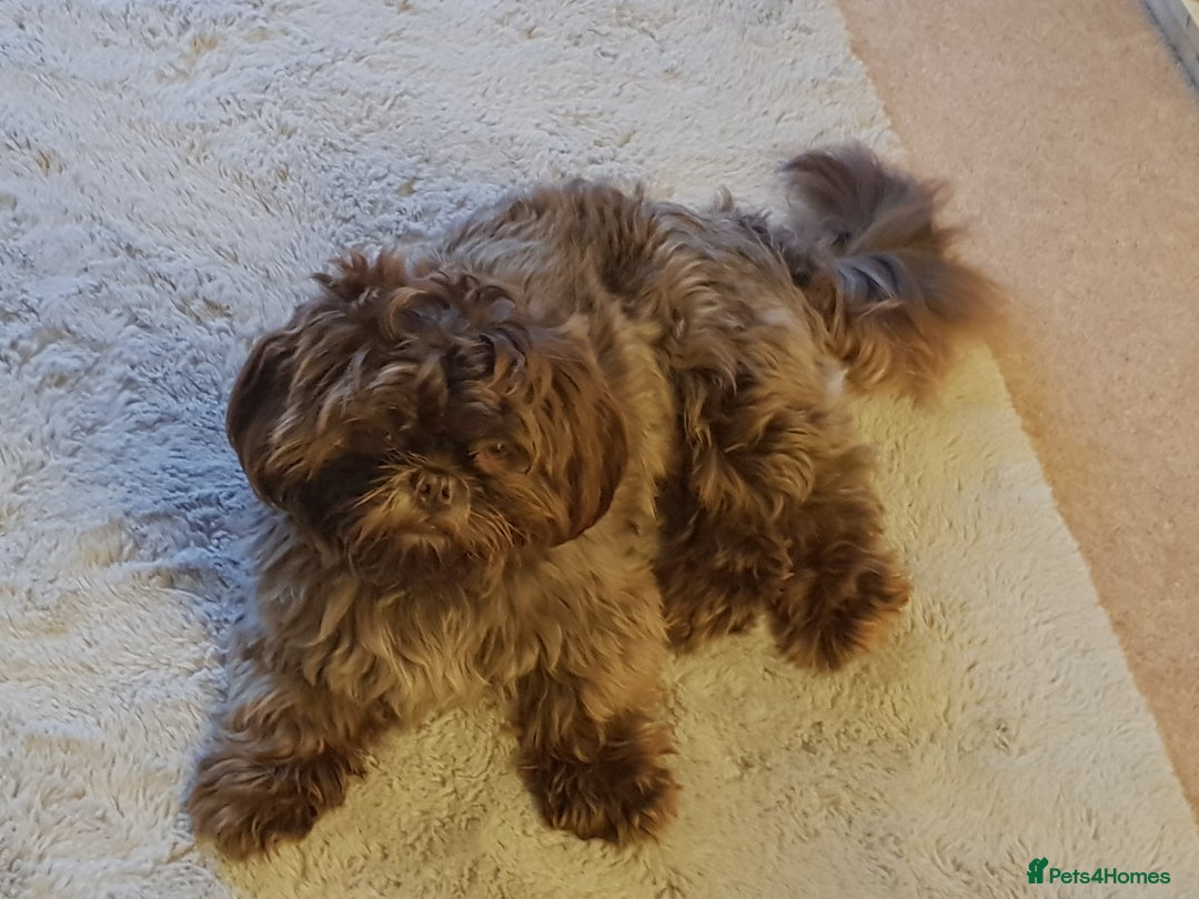 Shih Tzu dogs for stud: KC Karashishi Imperial Chocolate/Lavender Stud in Derby - Image 5