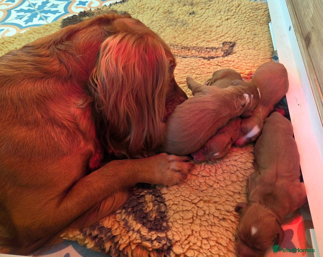 Cocker Spaniel dogs for sale: Stunning KC reg red working cocker pups - Advert 6