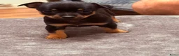 Chihuahua dogs for sale: Chihuahua - Advert 4