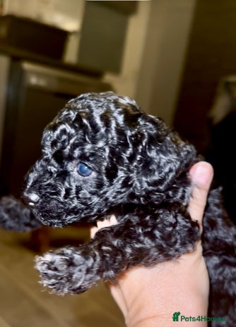 Toy Poodle dogs - Advert 1