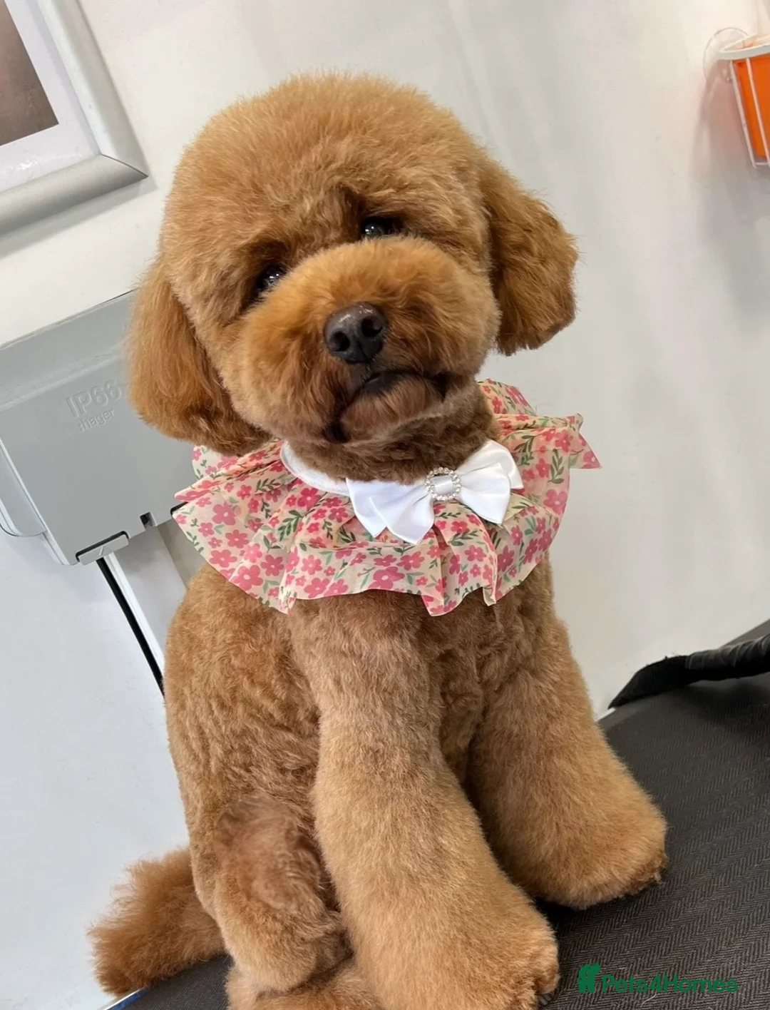 Mini Goldendoodle dogs for sale: Miniature Goldendoodles - Advert 8