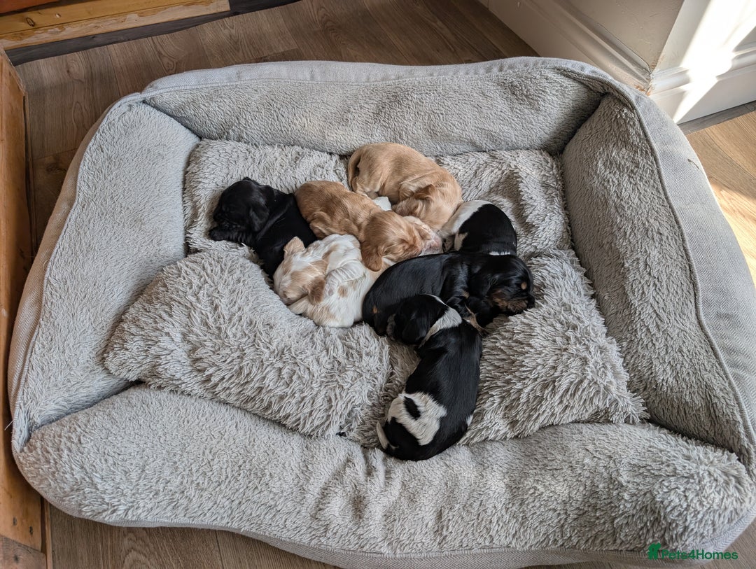 Cocker Spaniel dogs for sale: KC Show Cocker Spaniel pups  - Image 18