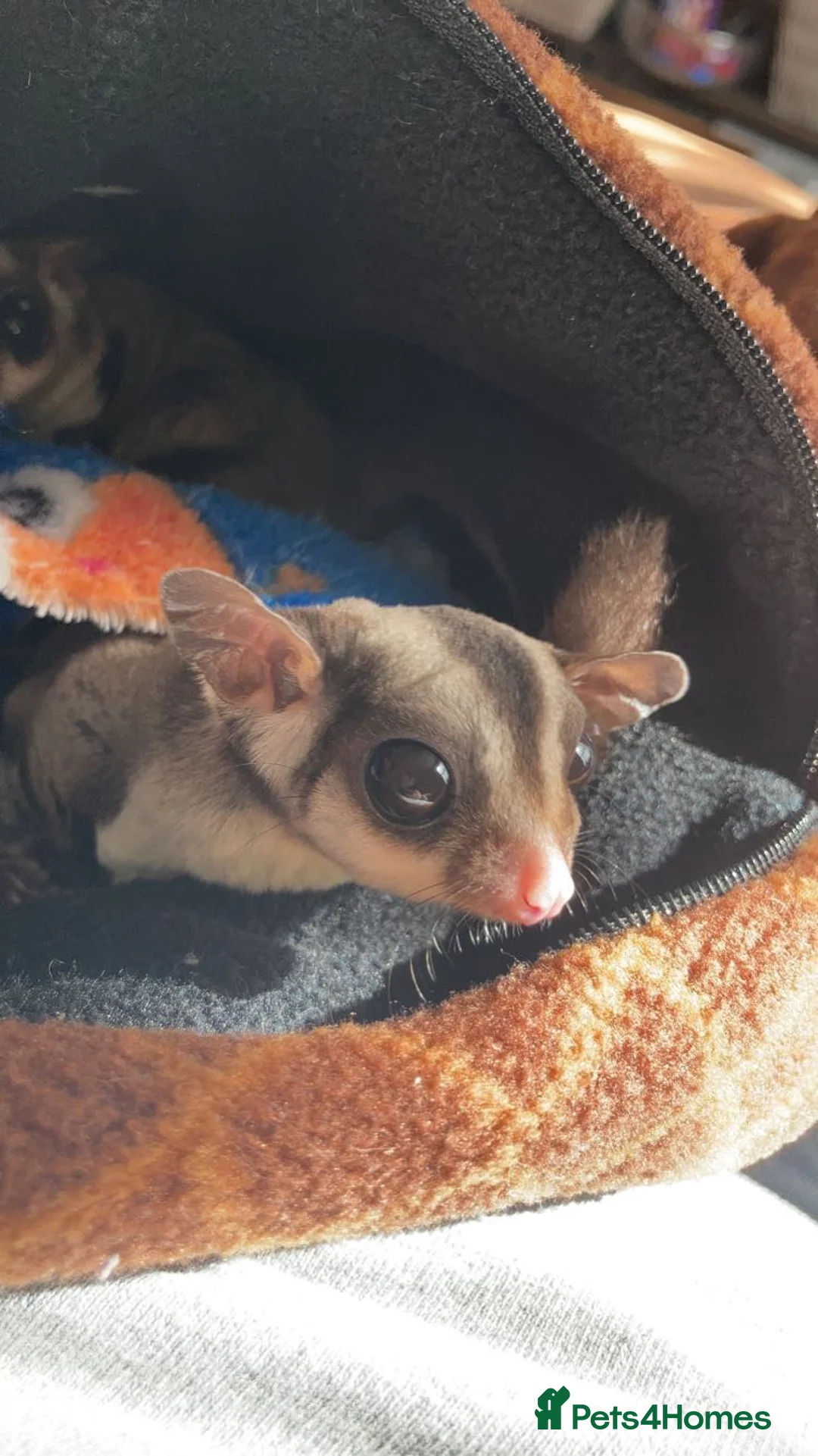 Sugar Glider rodents for sale: 3 female sugar gliders and set up - Advert 2