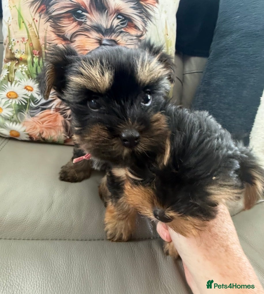 Yorkshire Terrier dogs Tiny Toy Yorkshire Terrier Puppies (Yorkie) - Advert 2