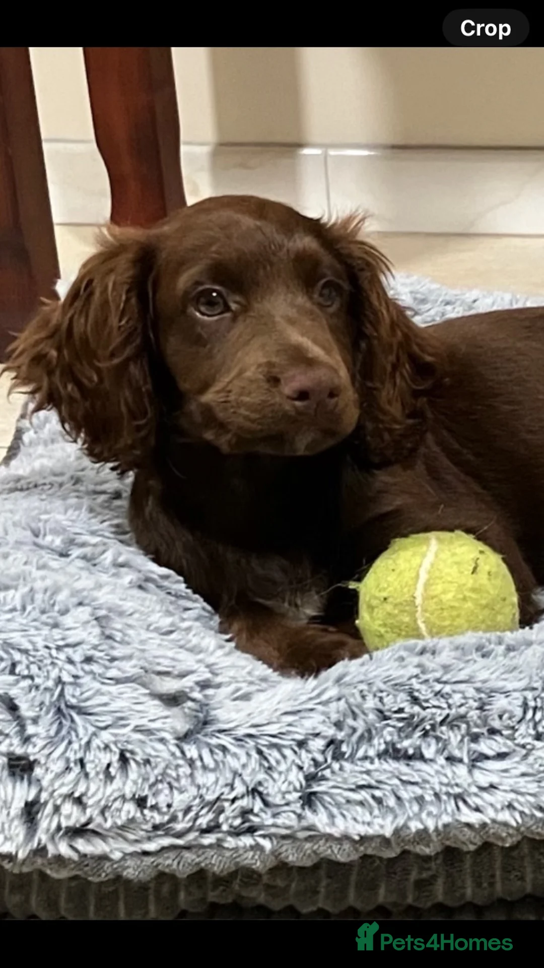 Cocker Spaniel dogs for sale: Outstanding KC Cocker Spaniel Pups legally docked. - Advert 2