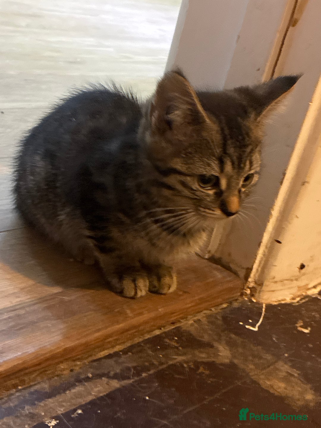 Mixed Breed cats for sale: READY NOW 2 girls left   in Hayling Island - Image 12