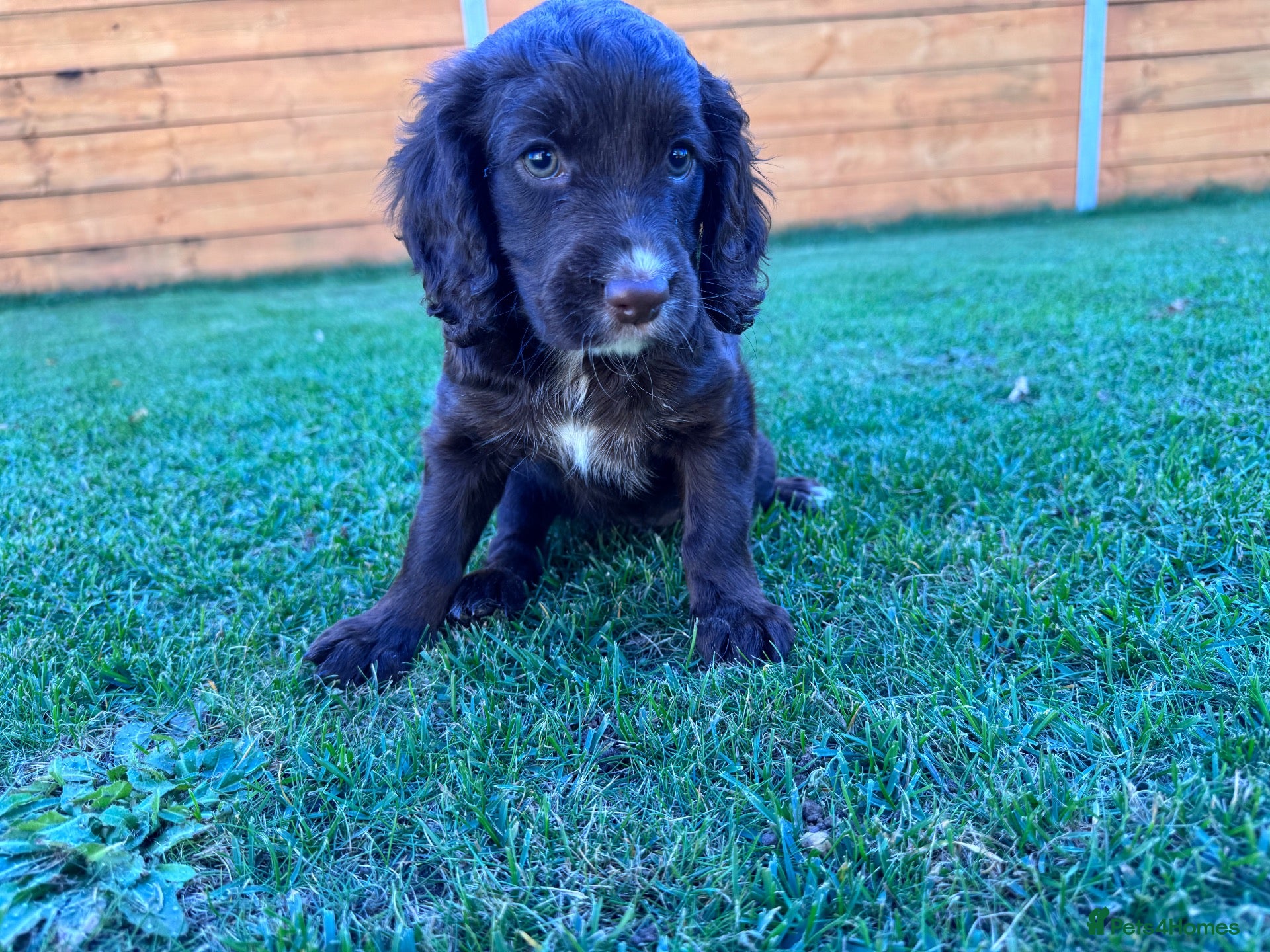 Cockapoo dogs Cockapoo Babies 🐾🐾🐾 - Advert 2