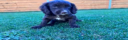 Cockapoo dogs for sale: Cockapoo Babies 🐾🐾🐾 - Advert 7