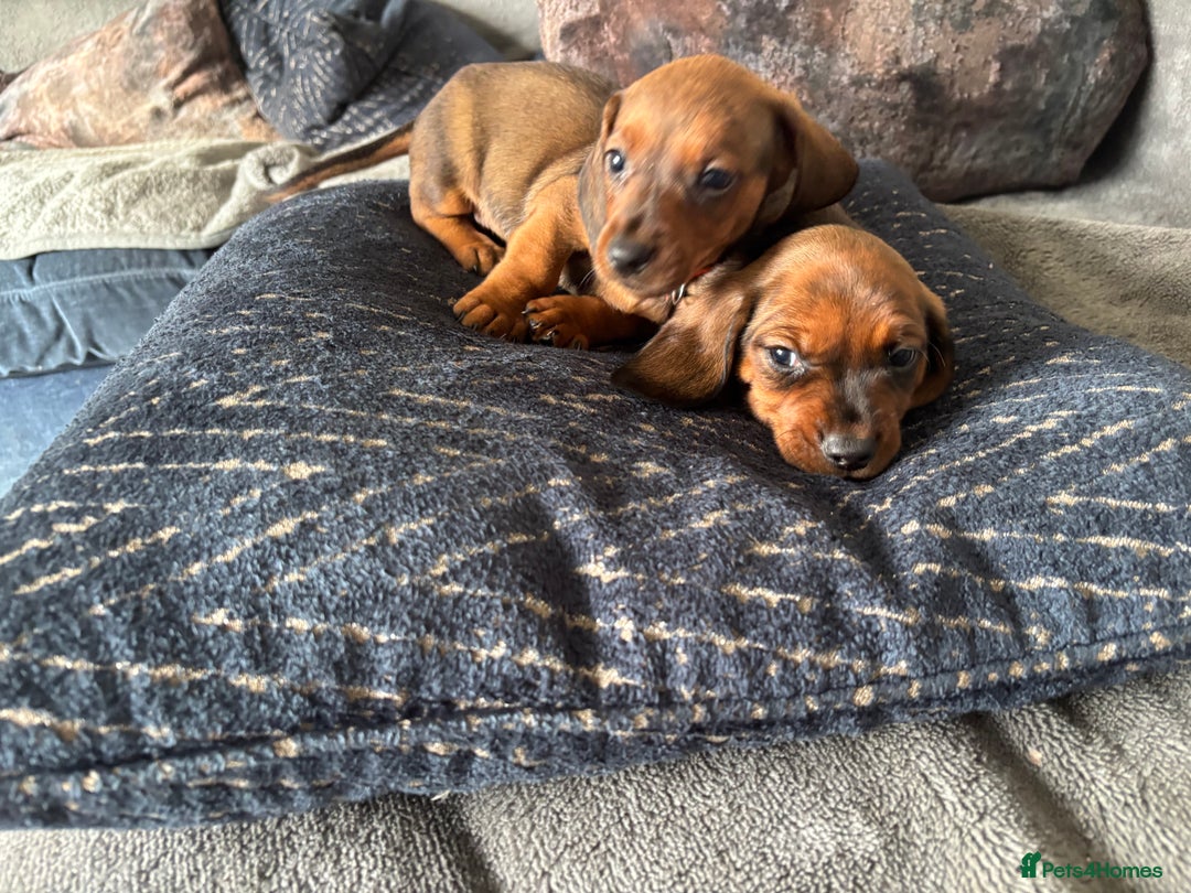 Miniature Dachshund dogs for sale: Stunning Brindle Dachshunds  - Image 6