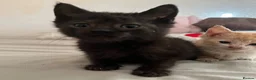 Mixed Breed cats for sale: Last 2 kittens left - Advert 9