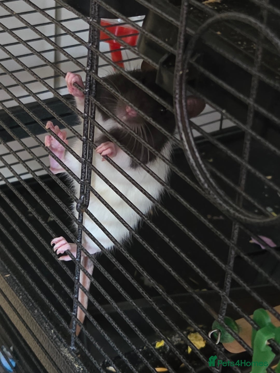 Rat rodents for sale: 3x female rate and set up - Advert 6