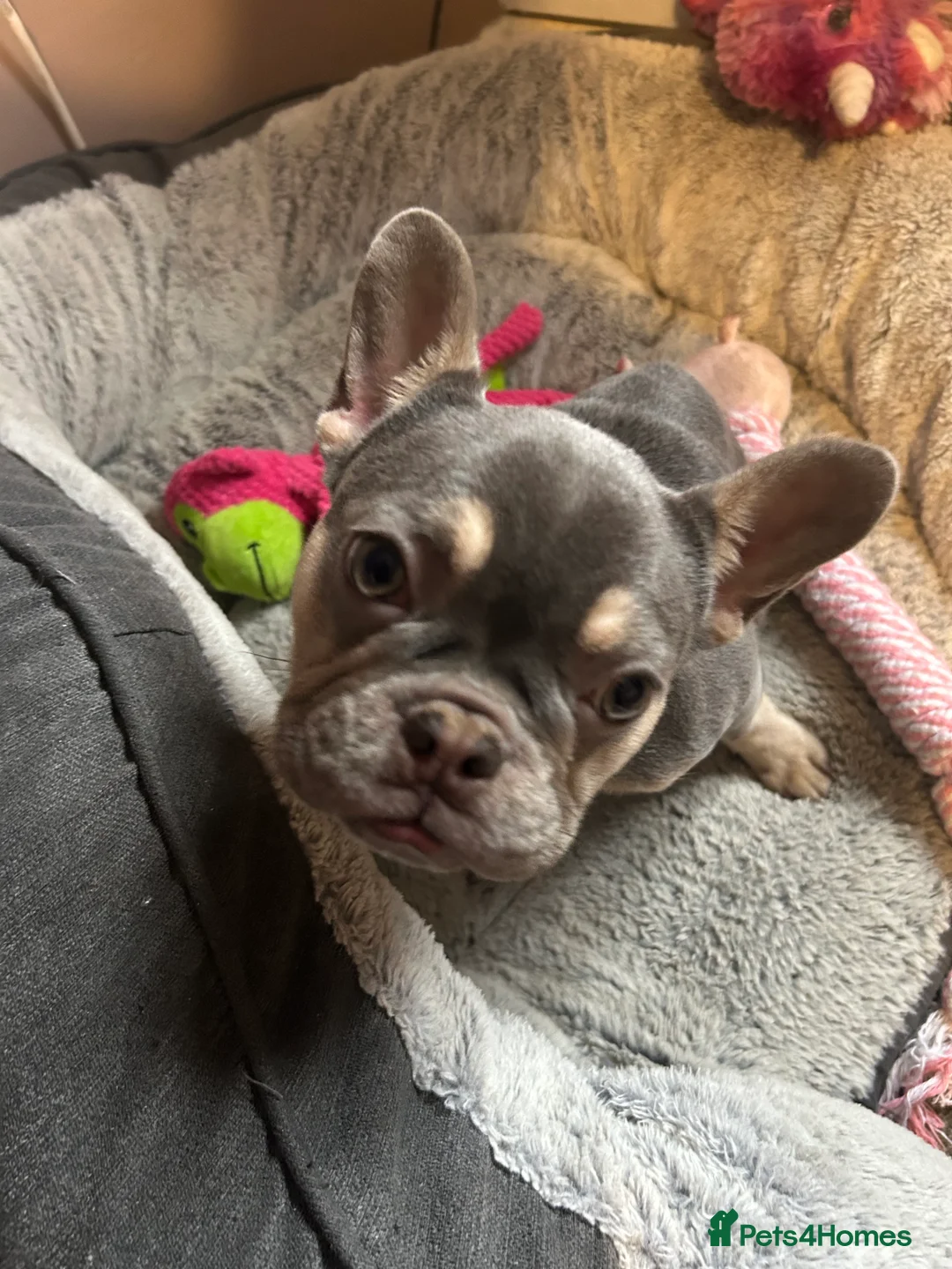 French Bulldog dogs for sale: Stunning 6 month girl Frenchie - Advert 4
