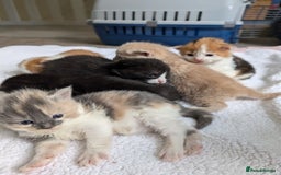 Mixed Breed cats for sale: Beautiful healthy kittens 😍😍 - Image 8
