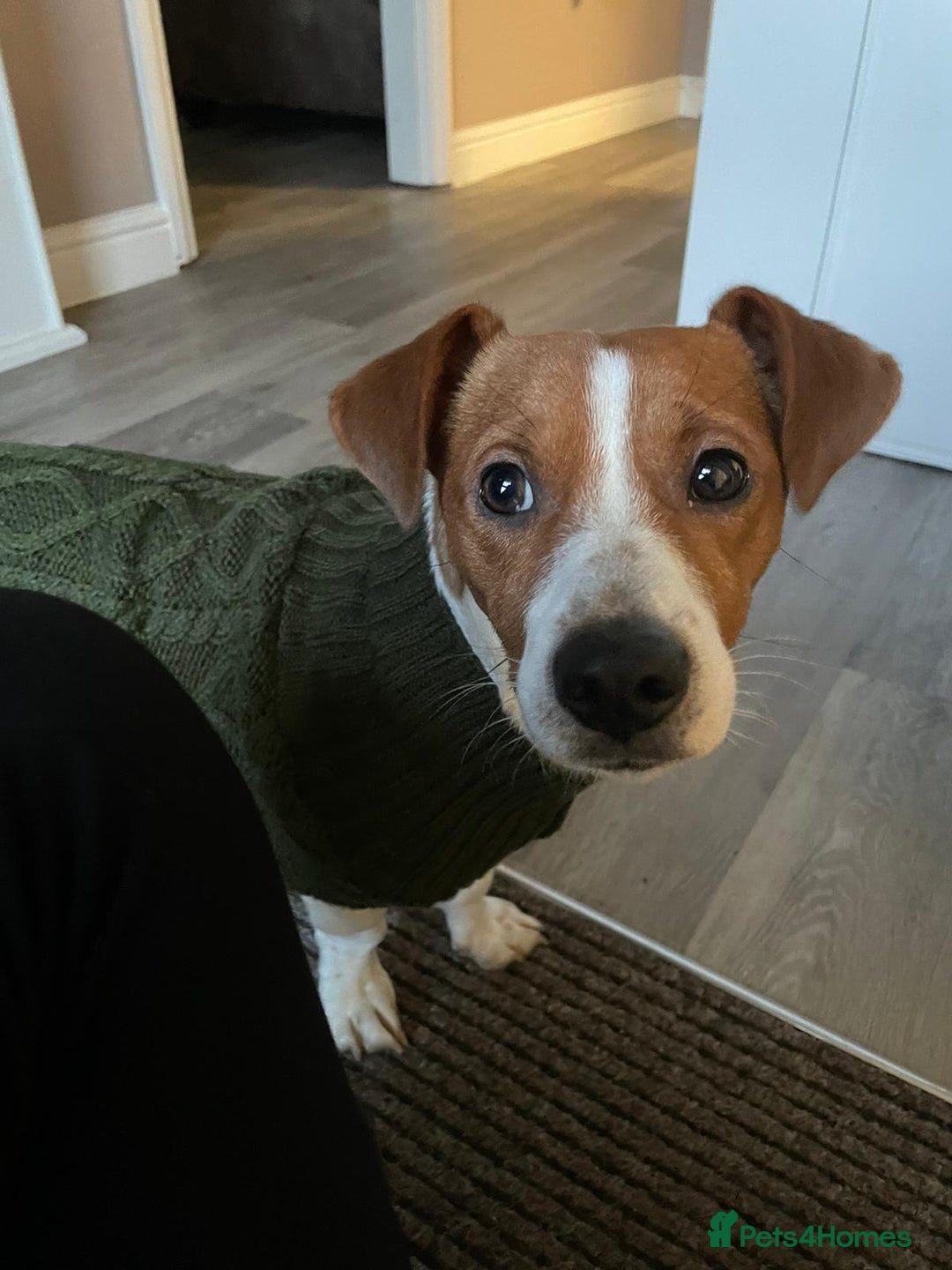 Jack Russell dogs for stud: A beautiful good natured boy - Image 1