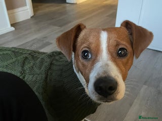 Jack Russell dogs - Advert 10