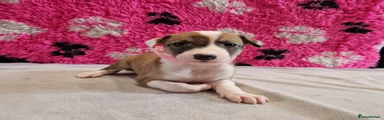 Lurcher Puppy 1
