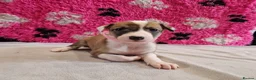Lurcher dogs for sale: Lurcher pups - Advert 9