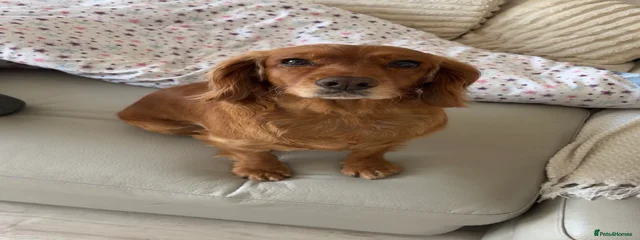 Peppa