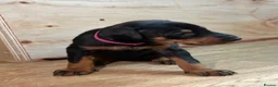 Dobermann dogs for sale: KC registered Doberman puppies  in Doncaster - Advert 10