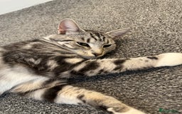 Mixed Breed cats for sale: Willow  - Image 2