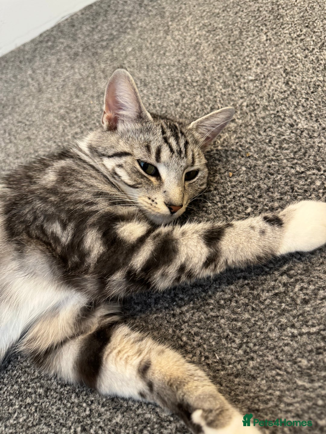 Mixed Breed cats for sale: Willow  - Image 2