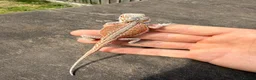 Bearded Dragon reptiles for sale: Bearded Dragons colour mixed 🌈 in Middlewich - Advert 2