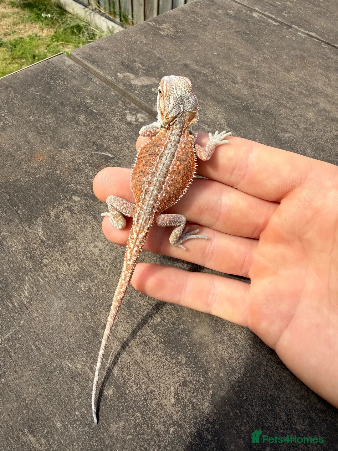 Bearded Dragon reptiles for sale: Bearded Dragons colour mixed 🌈 in Middlewich - Advert 2