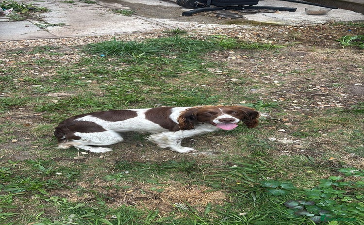English Springer Spaniel dogs - Advert 2