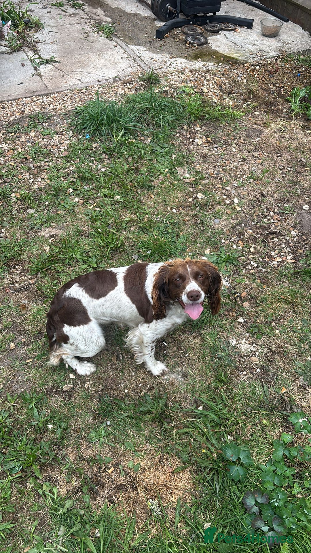 English Springer Spaniel dogs for sale: Cocker spaniel bitch - Image 1