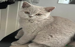 British Shorthair cats for sale: Beautiful male lilac british shorthair  - Image 5