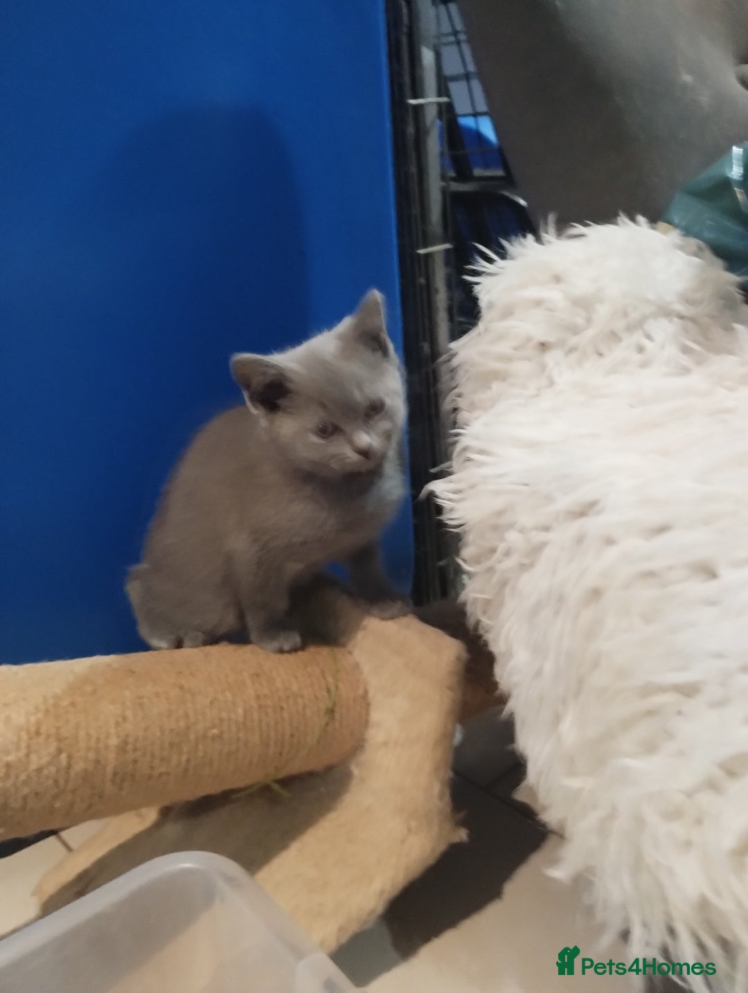 British Shorthair cats for sale: 4x British Shorthair vaccinated, microchipped. - Image 14
