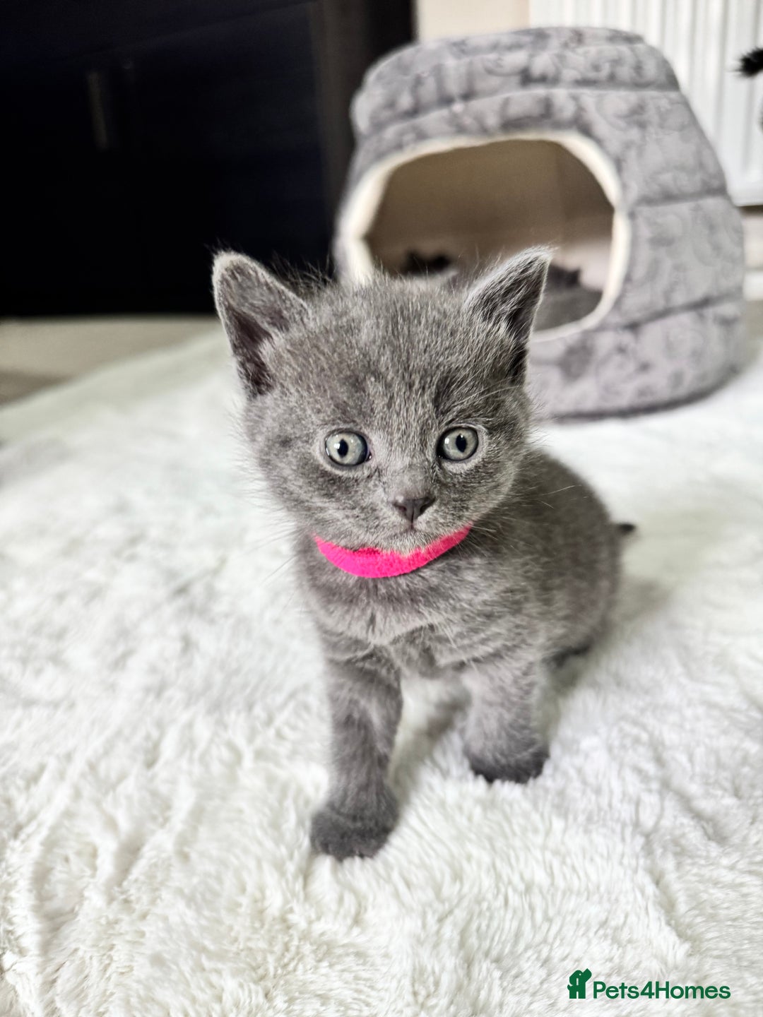 Russian Blue cats for sale: ✨ Russian Blue x British Shorthair Kittens ✨ - Advert 5
