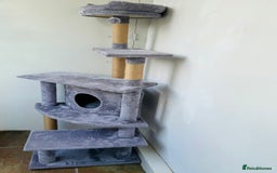 Persian cats for sale: Cooper - Image 3