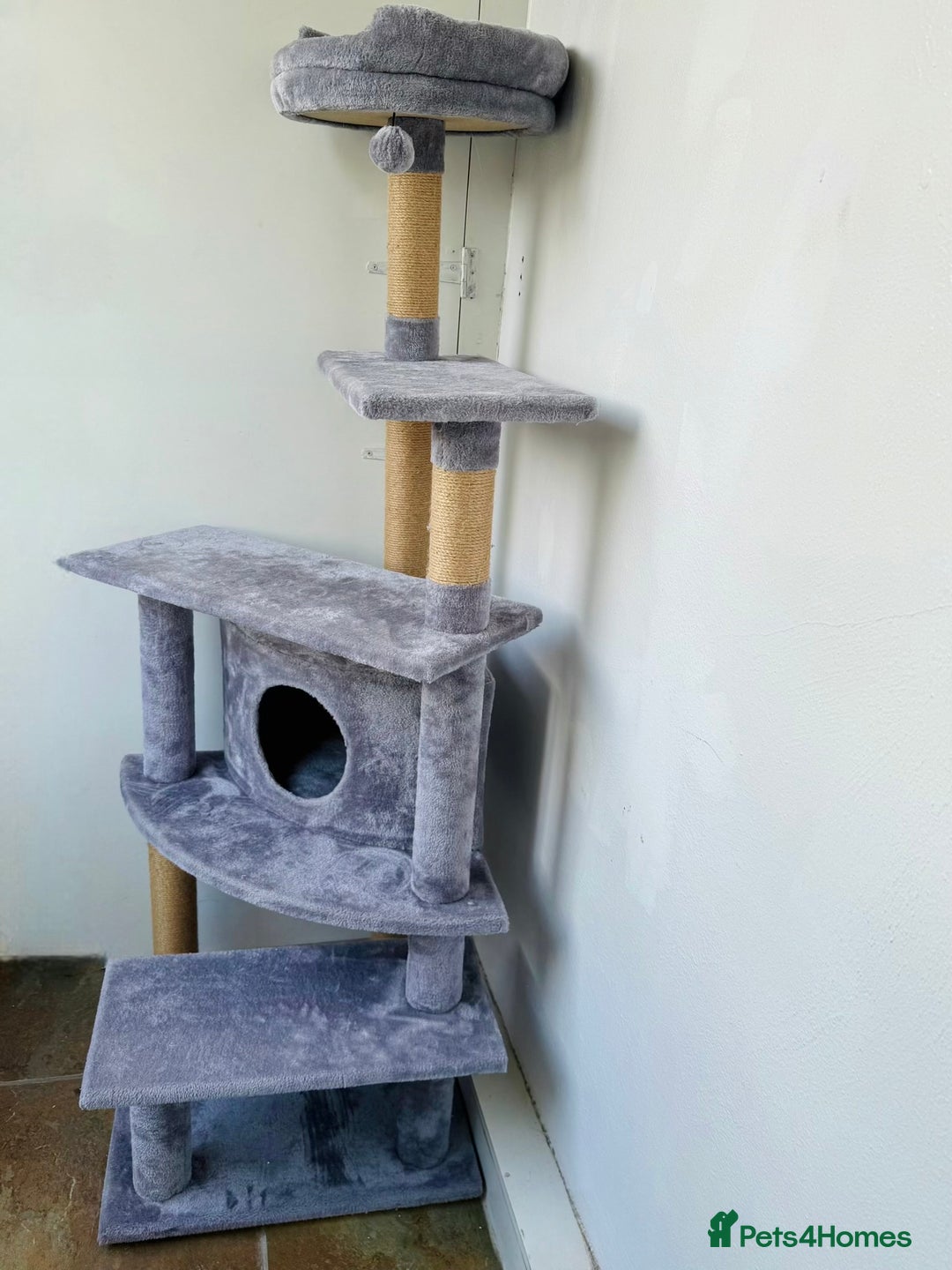 Persian cats for sale: Cooper - Image 3