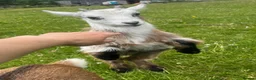 Goats livestock for sale: Pygmy goat kids available (pairs only )  - Advert 4