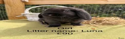 Mini Lop rabbits for sale: Mini lop babies! Lots of colours!  - Advert 4