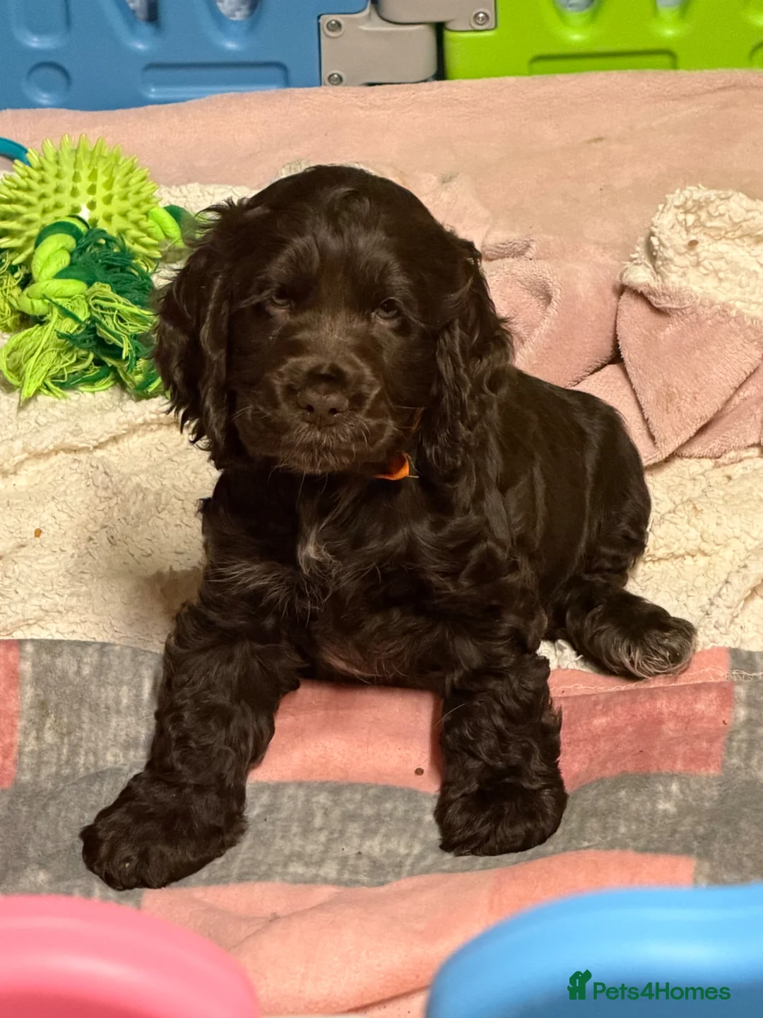 Cocker Spaniel dogs for sale: Show type cocker spaniels    - Advert 6