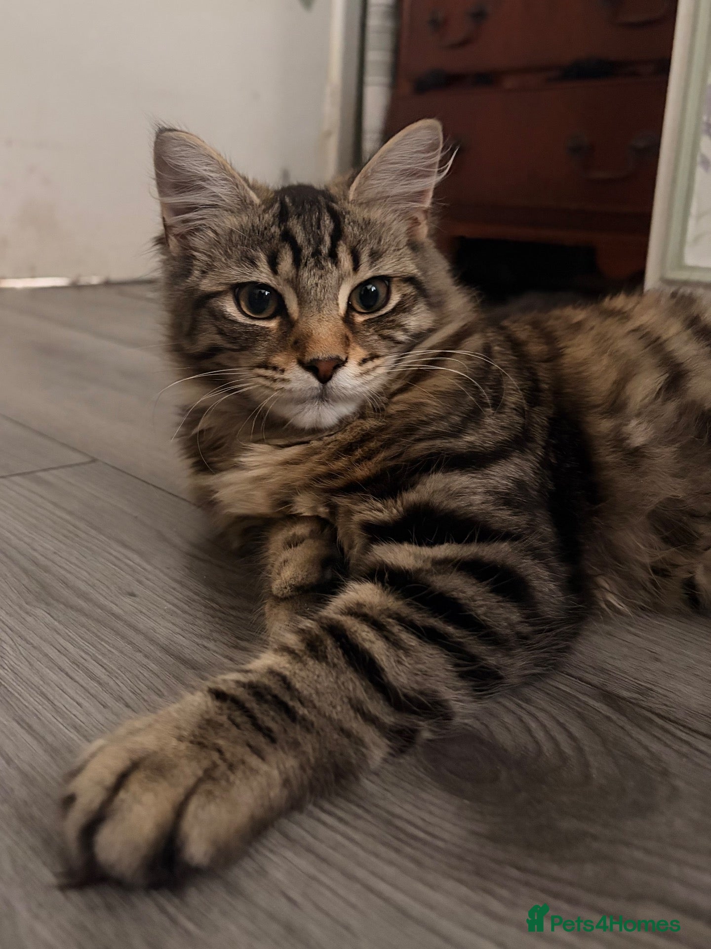 Mixed Breed cats 6 month old cat looking for his forever home  - Advert 9